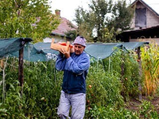 Nenápadné chyby, kvôli ktorým uskladnená zelenina v pivnici rýchlo hnije: Na čo dávať pozor?